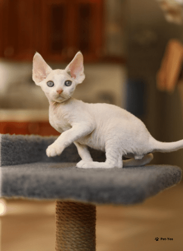 Изображение питомца