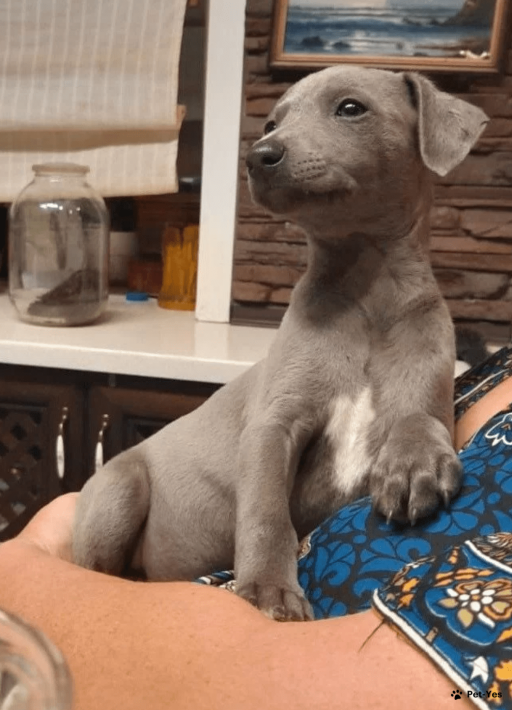 Изображение питомца