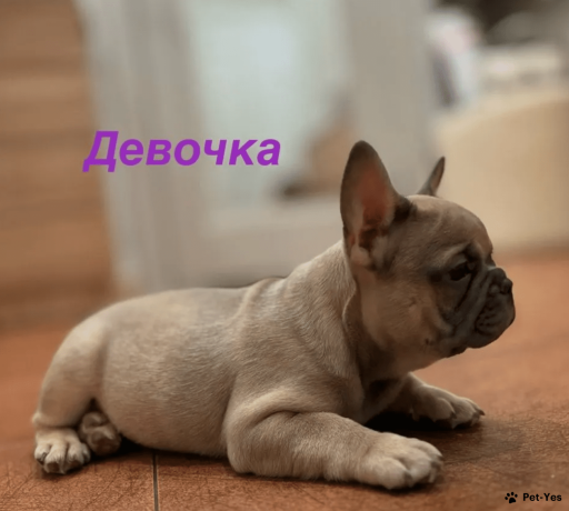 Изображение питомца