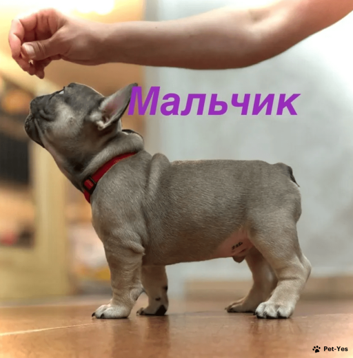 Изображение питомца