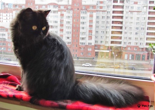 Изображение питомца