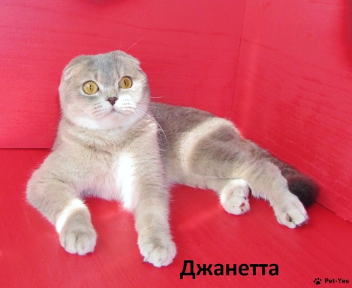 Изображение питомца