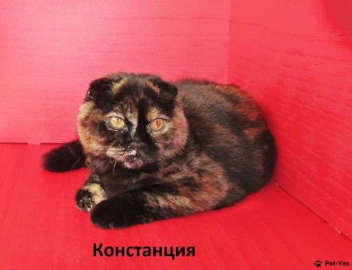 Изображение питомца