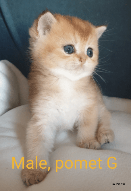 Изображение питомца