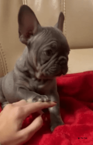 Изображение питомца