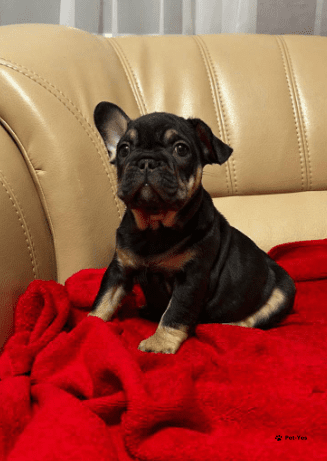 Изображение питомца