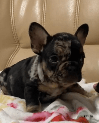 Изображение питомца