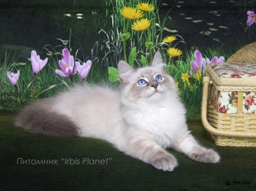 Изображение питомца