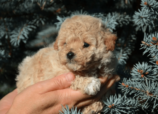 Изображение питомца