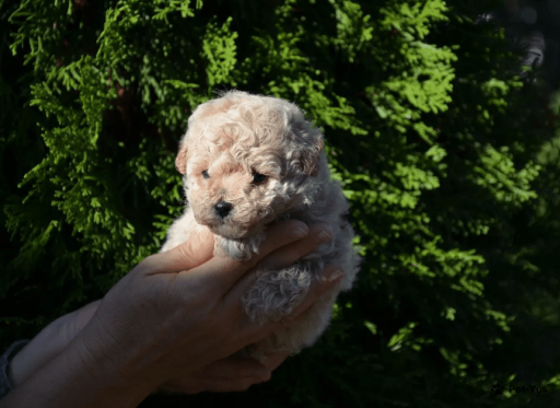 Изображение питомца