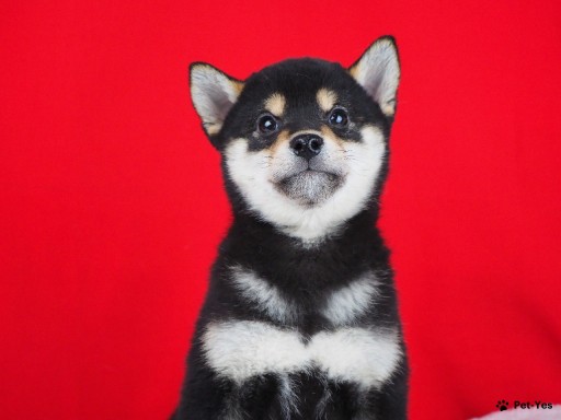 Изображение питомца