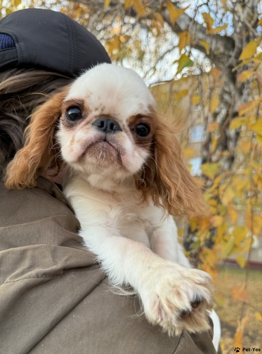 Изображение питомца