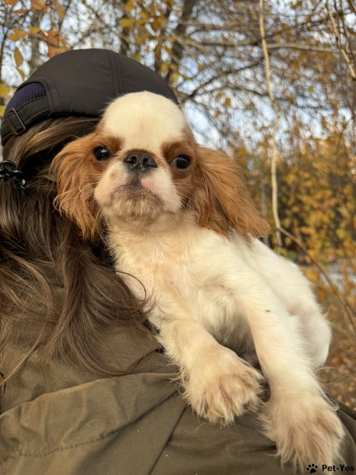 Изображение питомца