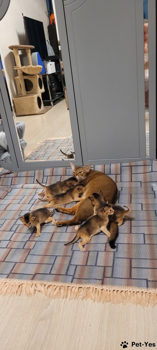 Изображение питомца