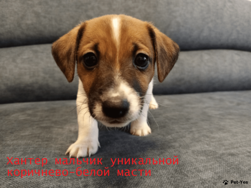 Изображение питомца