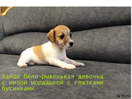 Изображение питомца