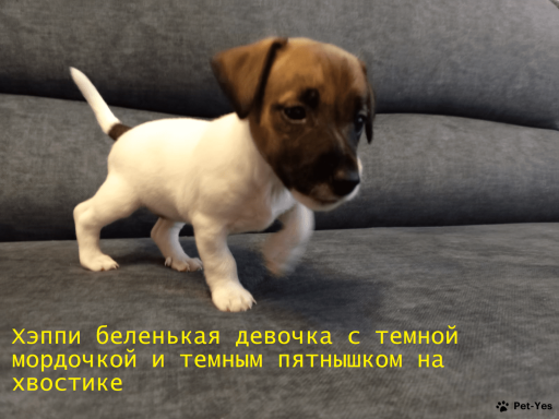 Изображение питомца