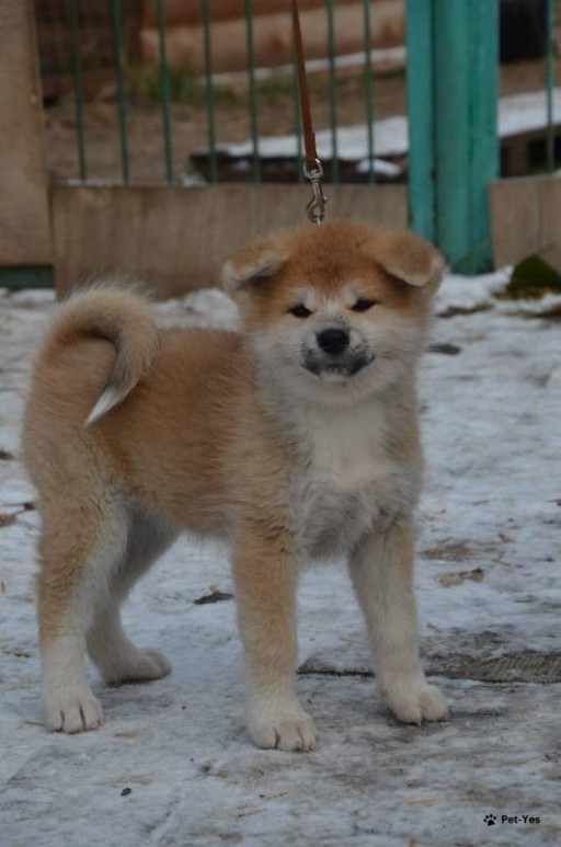 Изображение питомца