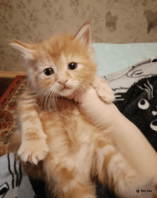 Изображение питомца