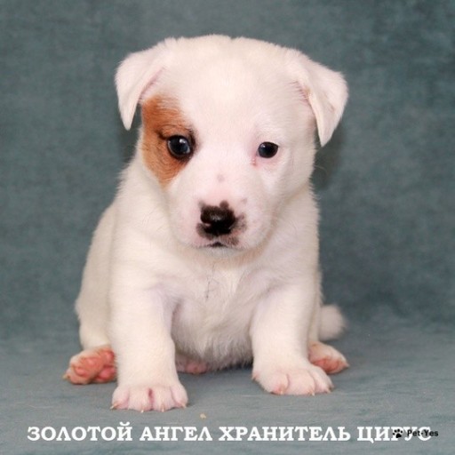 Изображение питомца