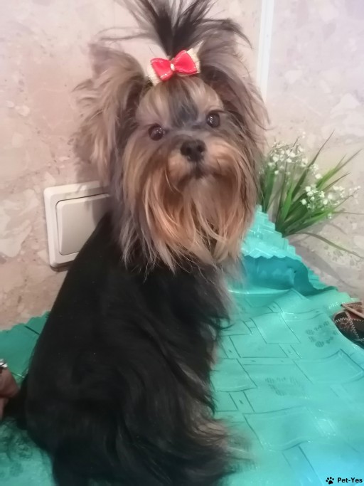 Изображение питомца