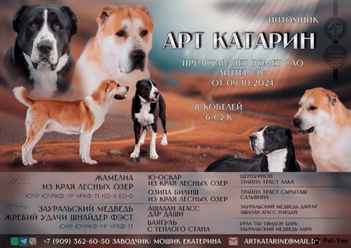 Изображение питомца