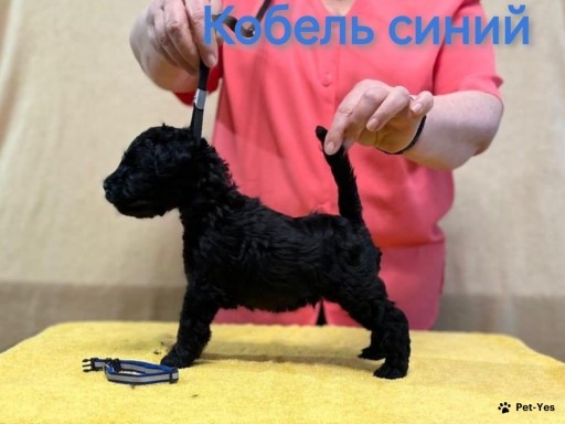 Изображение питомца