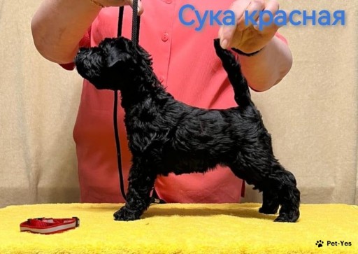 Изображение питомца