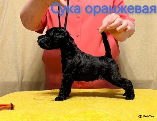 Изображение питомца