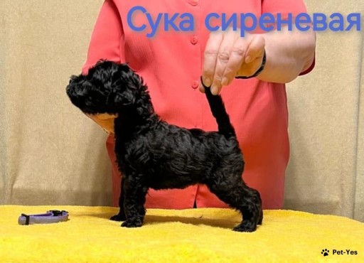 Изображение питомца
