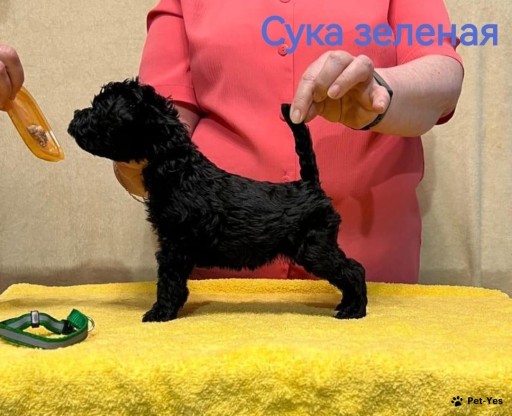 Изображение питомца