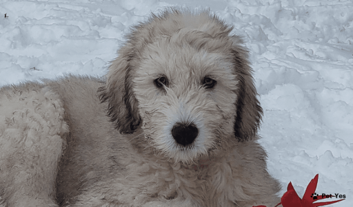 Изображение питомца