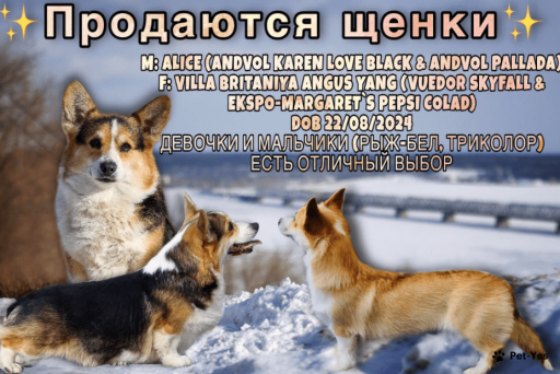 Изображение питомца