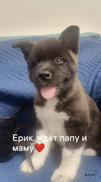 Изображение питомца