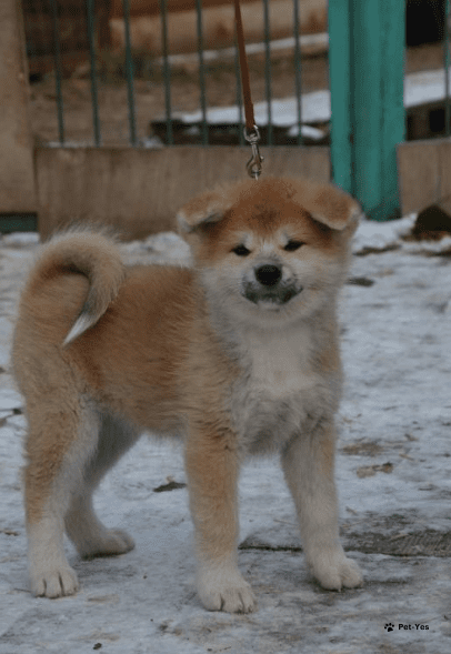 Изображение питомца