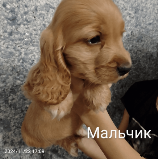 Изображение питомца