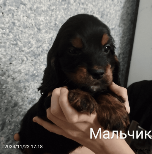 Изображение питомца