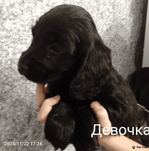 Изображение питомца