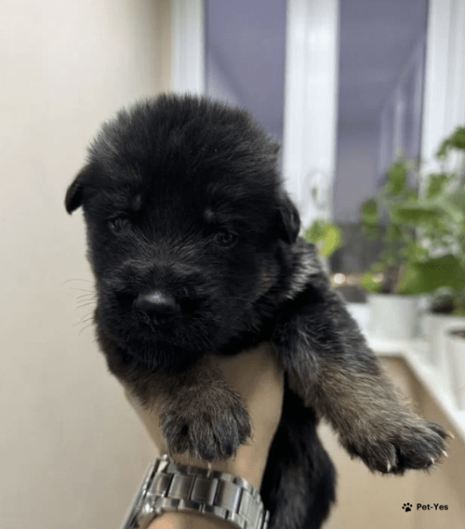 Изображение питомца