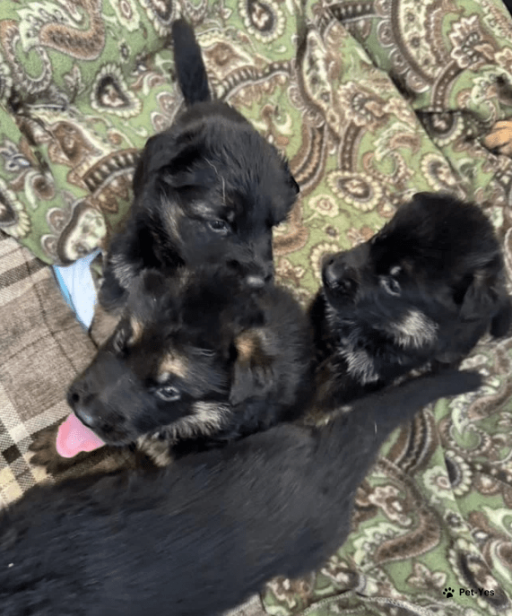 Изображение питомца