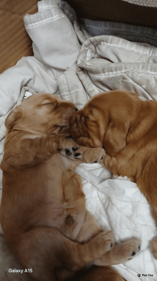 Изображение питомца