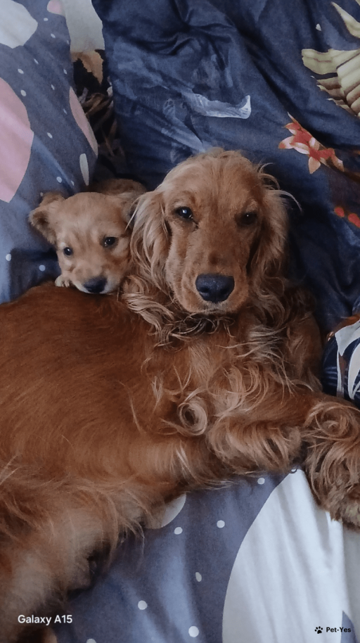 Изображение питомца