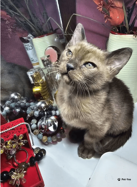 Изображение питомца
