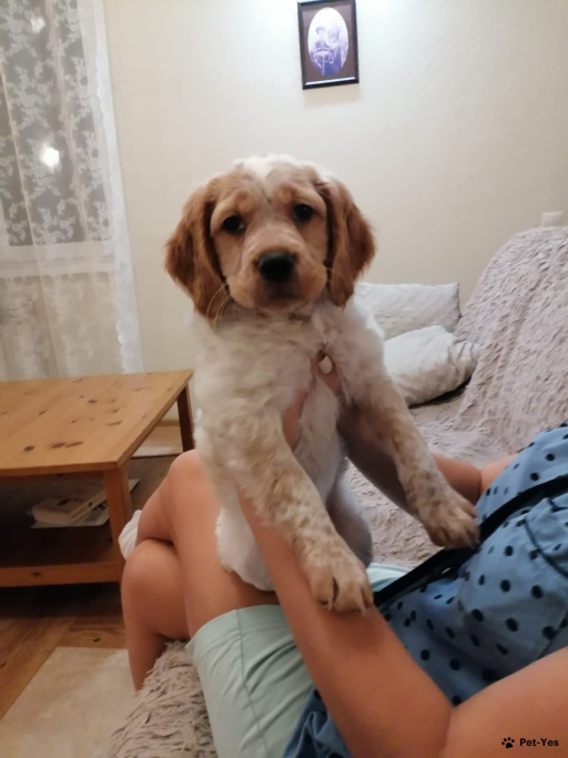 Изображение питомца