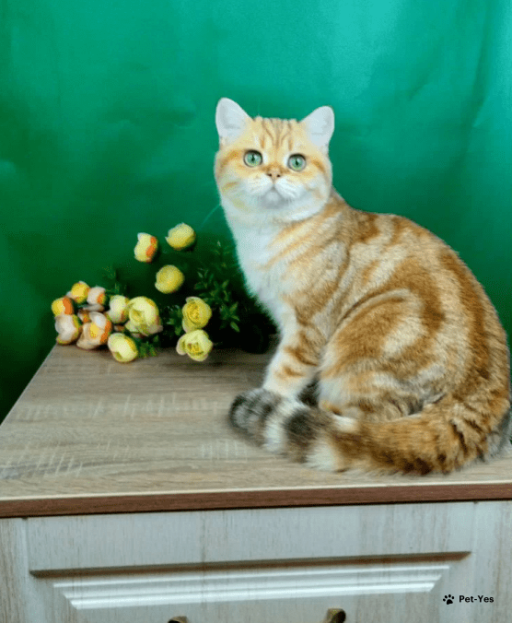 Изображение питомца