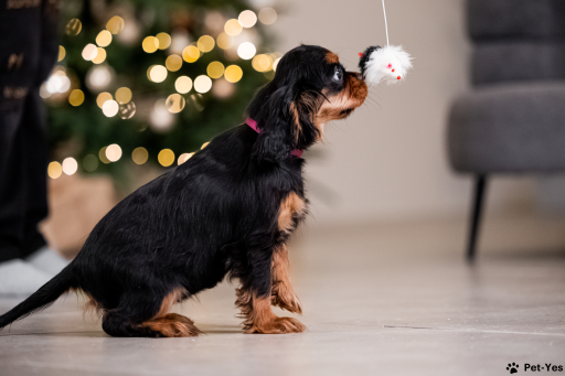 Изображение питомца