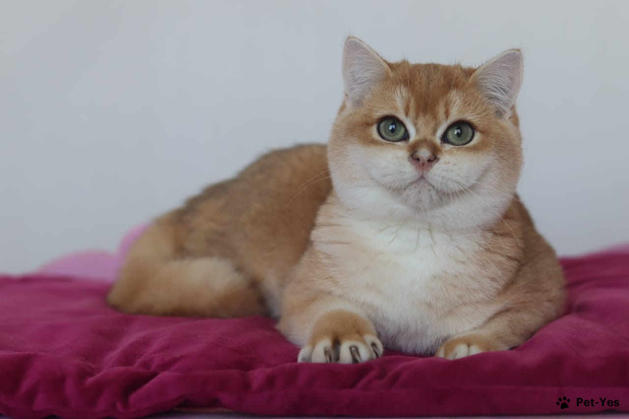 Кошка Британская короткошерстная 2 года, 1 месяц купить Москва