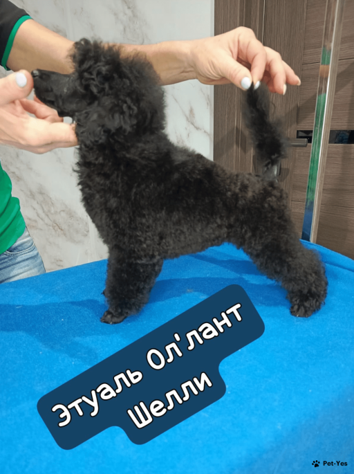 Изображение питомца