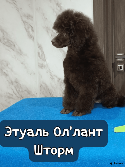 Изображение питомца