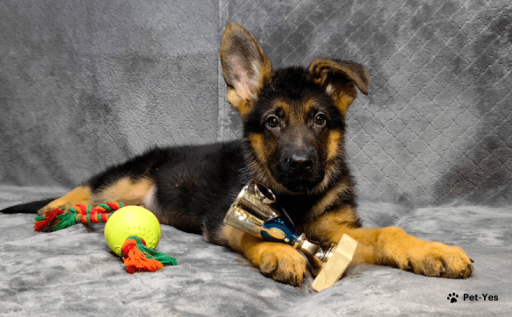 Изображение питомца